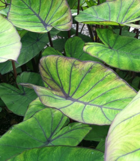 Colocasia esculenta 'Blue hawaii'